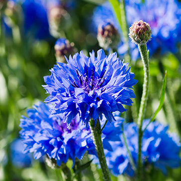 Kornblomstvann