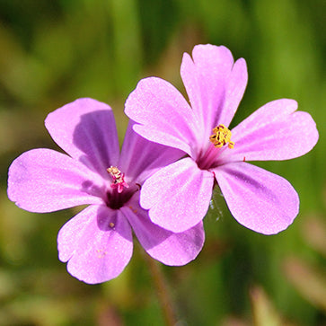 Eterisk geraniumolje