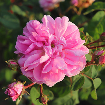 Blomstervann fra centifolieroser