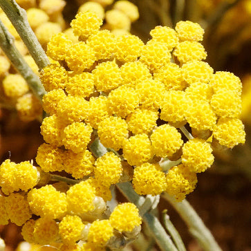 Blomstervann fra immortelle