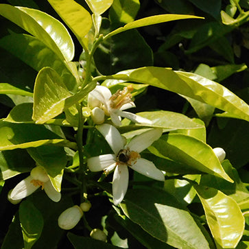 Appelsinblomstvann