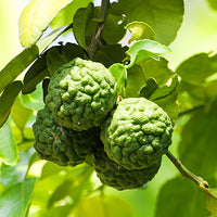 Bergamot Featured Ingredient - L'Occitane