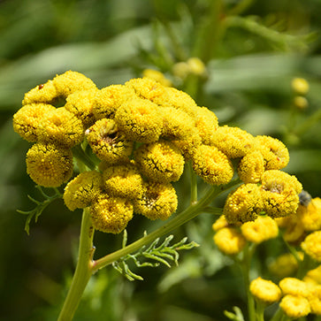 Golden Button-ekstrakt