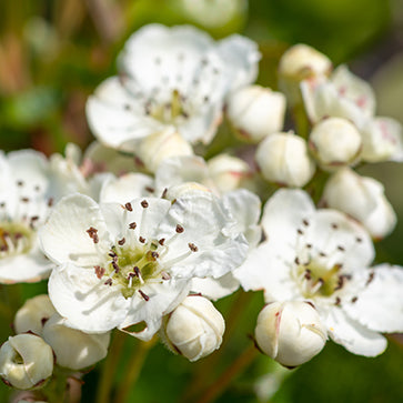 Atlasblomst