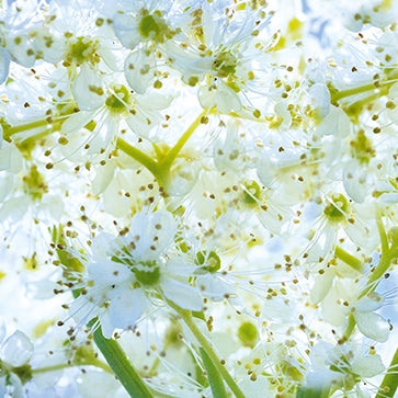 Ekstrakt av mjødurtblomster