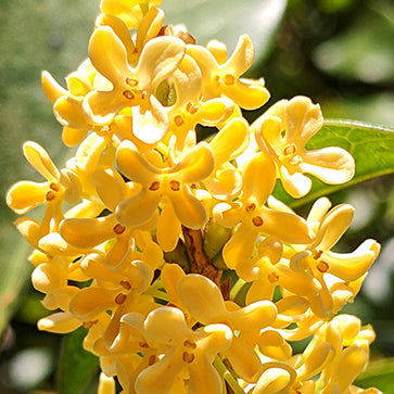 Ekstrakt fra osmanthusblomster