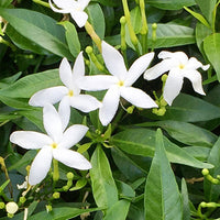 Sambac_Jasmine Featured Ingredient - L'Occitane