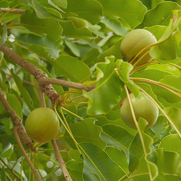 Sheaolje