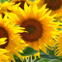 Sunflower_Ceramides Featured Ingredient - L'Occitane